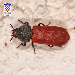 Bostrichus capucinus