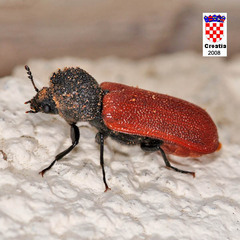 Bostrichus capucinus