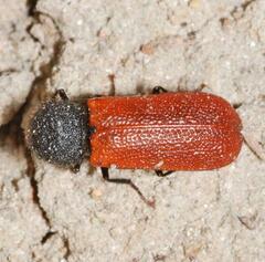 Bostrichus capucinus