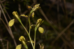 Diuris abbreviata