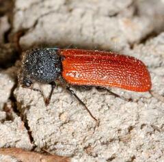 Bostrichus capucinus