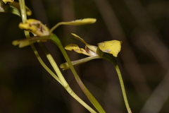 Diuris abbreviata
