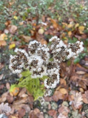 Pentanema squarrosum