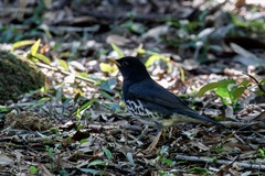 Turdus cardis