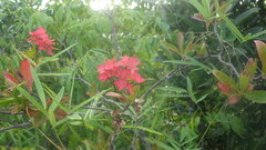 Paracarphalea angulata image
