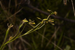Diuris abbreviata