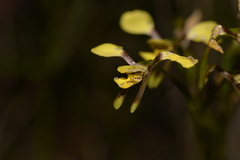 Diuris abbreviata