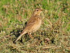 Anthus nicholsoni