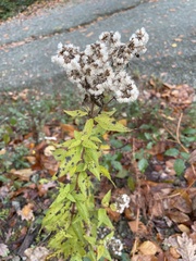 Pentanema squarrosum