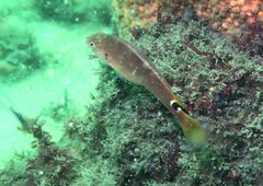 Austrolabrus maculatus