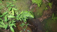 Pityrogramma calomelanos