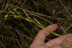 Diuris abbreviata
