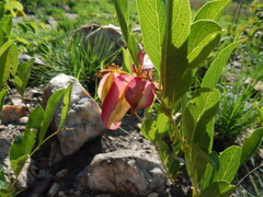 Combretum platypetalum