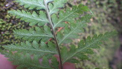 Pityrogramma calomelanos