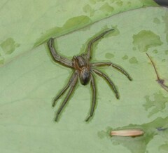 Dolomedes