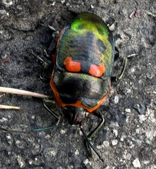 Scutiphora pedicellata