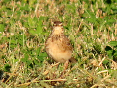 Anthus nicholsoni