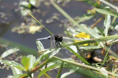 Crocothemis nigrifrons