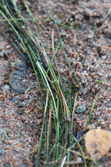 Isoetes lacustris