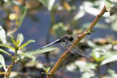 Crocothemis nigrifrons