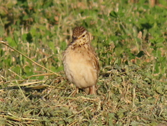 Anthus nicholsoni