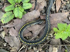 Coelognathus flavolineatus