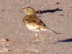 Anthus nicholsoni
