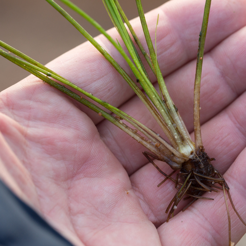 Lake quillwort (Isoetes lacustris)