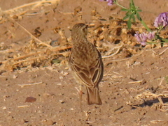 Anthus nicholsoni