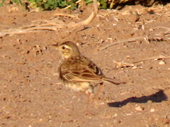 Anthus nicholsoni