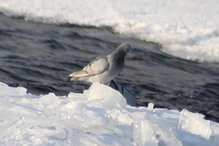 Columba rupestris