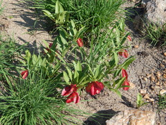 Combretum platypetalum