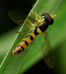 Sphaerophoria macrogaster