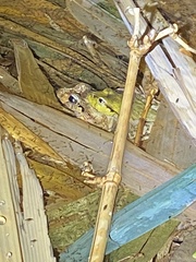 Platyplectrum fletcheri