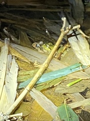 Platyplectrum fletcheri