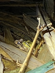 Platyplectrum fletcheri