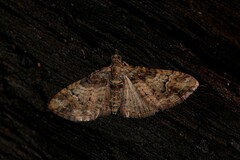 Mnesiloba eupitheciata