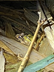 Platyplectrum fletcheri