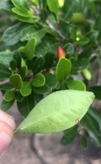 Erythroxylum emarginatum