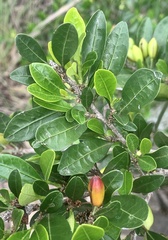 Erythroxylum emarginatum