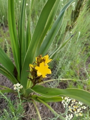 Hypoxis hemerocallidea