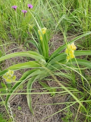 Hypoxis hemerocallidea