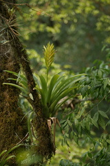 Vriesea maxoniana