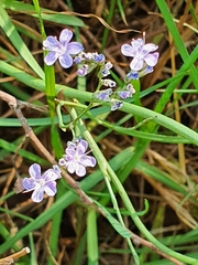 Limonium narbonense