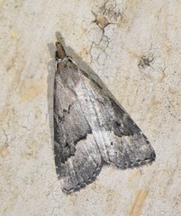 Schrankia taenialis