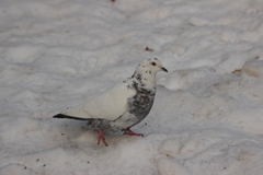 Columba livia domestica