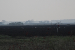 Anser albifrons albifrons