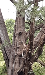 Casuarinaceae
