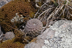 Aylostera pseudominuscula