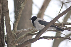 Corvus cornix